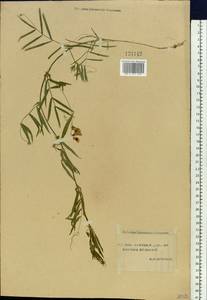 Lathyrus palustris L., Siberia, Yakutia (S5) (Russia)