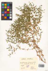 Mesostemma dichotomum (L.) Arabi, Rabeler & Zarre, Siberia, Russian Far East (S6) (Russia)