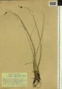 Carex meyeriana Kunth, Siberia, Baikal & Transbaikal region (S4) (Russia)