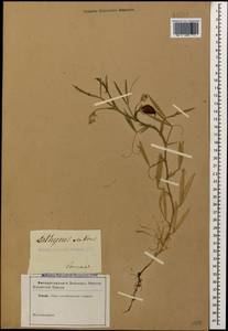 Lathyrus sativus L., Caucasus (no precise locality) (K0)