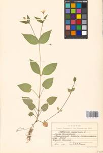 Stellaria nemorum L., Eastern Europe, Moscow region (E4a) (Russia)