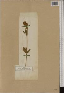 Trifolium montanum L., Western Europe (EUR) (Germany)