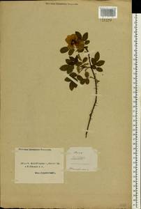 Rosa acicularis Lindl., Eastern Europe, Northern region (E1) (Russia)