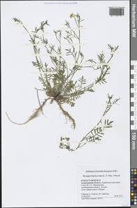Rorippa brachycarpa (C. A. Mey.) Hayek, Eastern Europe, Lower Volga region (E9) (Russia)