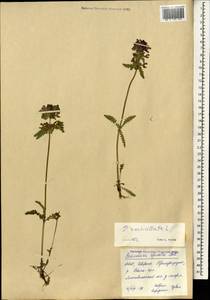 Pedicularis verticillata L., Mongolia (MONG) (Mongolia)