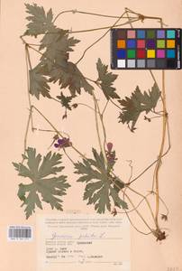 Geranium palustre L., Eastern Europe, Western region (E3) (Russia)