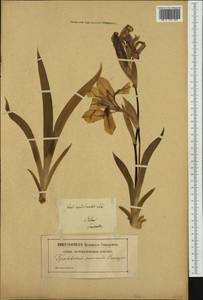 Iris aphylla L., Western Europe (EUR) (Poland)
