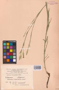 Dianthus monadelphus subsp. pallens (Sm.) Greuter & Burdet, Eastern Europe, North Ukrainian region (E11) (Ukraine)