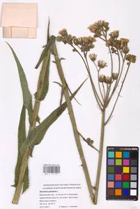 Sonchus palustris L., Eastern Europe, Central forest-and-steppe region (E6) (Russia)