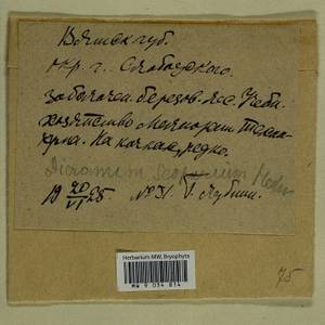 Dicranum scoparium Hedw., Bryophytes, Bryophytes - Permsky Krai, Udmurt Republic, Sverdlovsk & Kirov Oblasts (B8) (Russia)
