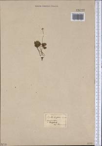 Coptis trifolia (L.) Salisb., America (AMER) (United States)