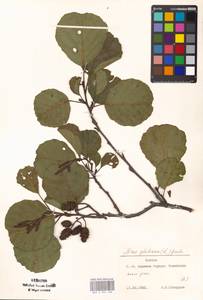 Alnus glutinosa (L.) Gaertn., Eastern Europe, Moscow region (E4a) (Russia)