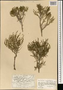 Kalidium cuspidatum (Ung.-Sternb.) Grubov, Mongolia (MONG) (Mongolia)