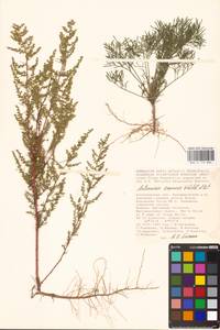 Artemisia scoparia Waldst. & Kit., Eastern Europe, Lower Volga region (E9) (Russia)