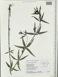 Galium rubioides L., Eastern Europe, Central region (E4) (Russia)
