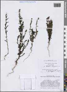 Bassia scoparia (L.) Beck, Siberia, Western Siberia (S1) (Russia)