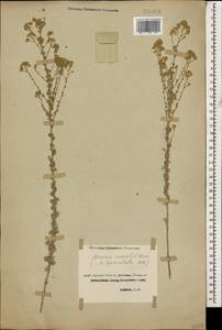 Artemisia incana (L.) Druce, Caucasus, Georgia (K4) (Georgia)