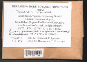 Cnestrum alpestre (Wahlenb.) Nyholm, Bryophytes, Bryophytes - Yakutia (B19) (Russia)