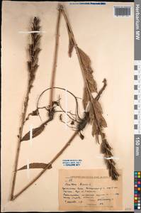 Oenothera biennis L., Siberia, Russian Far East (S6) (Russia)