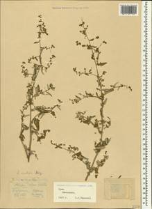 Atriplex sagittata Borkh., Crimea (KRYM) (Russia)