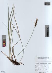 KUZ 003 240, Carex appropinquata Schumach., Siberia, Altai & Sayany Mountains (S2) (Russia)