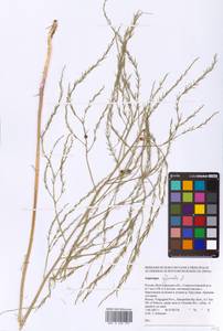 Asparagus officinalis L., Eastern Europe, Lower Volga region (E9) (Russia)