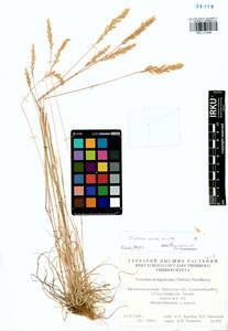 Koeleria spicata subsp. spicata, Siberia, Baikal & Transbaikal region (S4) (Russia)