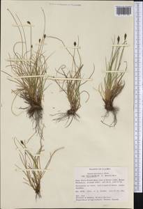 Carex micropoda C.A.Mey., America (AMER) (United States)