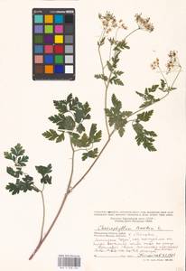 Chaerophyllum temulum L., Eastern Europe, Moscow region (E4a) (Russia)