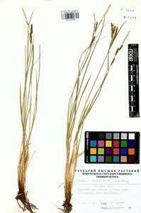 Carex erawinensis Korotky, Siberia, Baikal & Transbaikal region (S4) (Russia)