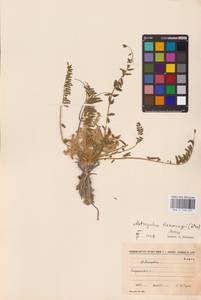Astragalus buchtormensis Pall., Eastern Europe, Lower Volga region (E9) (Russia)