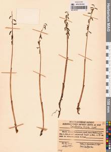 Corallorhiza trifida Châtel., Siberia, Russian Far East (S6) (Russia)