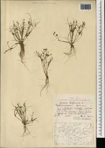 Juncus bufonius L., Mongolia (MONG) (Mongolia)