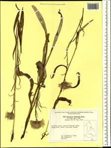 Saussurea amurensis Turcz. ex DC., Siberia, Russian Far East (S6) (Russia)