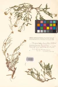 Sterigmostemum caspicum (Lam.) Kuntze, Eastern Europe, Lower Volga region (E9) (Russia)