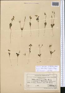 Heteroderis pusilla (Boiss.) Boiss., Middle Asia, Muyunkumy, Balkhash & Betpak-Dala (M9) (Kazakhstan)