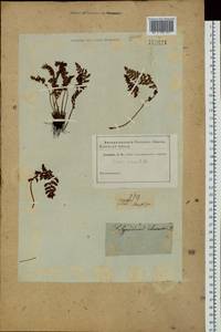 Woodsia ilvensis (L.) R.Br., Siberia, Baikal & Transbaikal region (S4) (Russia)
