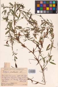 Lathyrus pratensis L., Eastern Europe, Volga-Kama region (E7) (Russia)