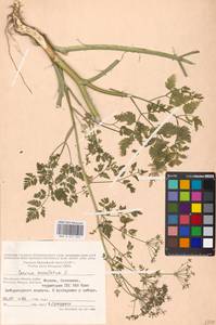 Conium maculatum L., Eastern Europe, Moscow region (E4a) (Russia)