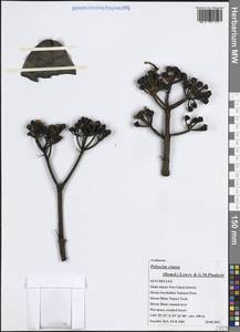 Polyscias crassa (Hemsl.) Lowry & G.M.Plunkett, Africa (AFR) (Seychelles)