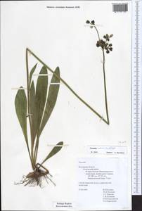 Pilosella cymosa subsp. vaillantii (Tausch) S. Bräut. & Greuter, Eastern Europe, Central region (E4) (Russia)