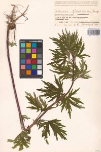 MHA 0 154 624, Leonurus glaucescens Bunge, Eastern Europe, Lower Volga region (E9) (Russia)