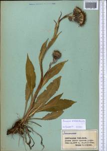 Saussurea sordida Kar. & Kir., Middle Asia, Northern & Central Tian Shan (M4) (Kyrgyzstan)