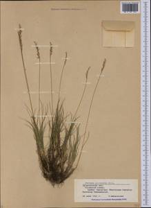 Festuca picturata Pils, Eastern Europe, West Ukrainian region (E13) (Ukraine)