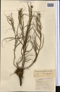 Gelasia ensifolia (M.Bieb.) Zaika, Sukhor. & N.Kilian, Middle Asia, Northern & Central Kazakhstan (M10) (Kazakhstan)