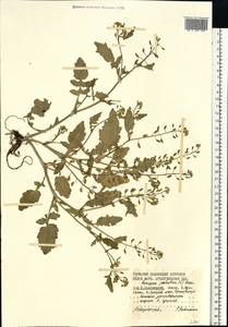 Rorippa palustris (L.) Besser, Eastern Europe, Northern region (E1) (Russia)