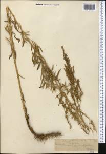 Artemisia dracunculus L., Middle Asia, Northern & Central Tian Shan (M4) (Kazakhstan)