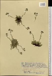 Eritrichium sericeum (Lehm.) A. DC., Siberia, Chukotka & Kamchatka (S7) (Russia)