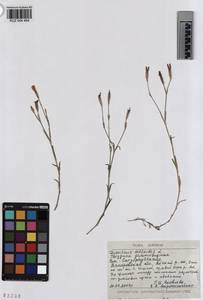 KUZ 004 464, Dianthus deltoides, Siberia, Altai & Sayany Mountains (S2) (Russia)