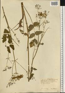 Pastinaca sativa L., Eastern Europe, Central forest-and-steppe region (E6) (Russia)